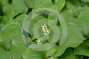 Snakeberry Maianthemum dilatatum, flowering plant