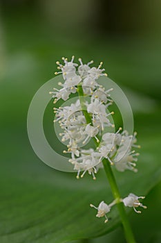 Snakeberry Maianthemum dilatatum, a raceme with star-shaped white flowers