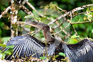 Snakebird, darter, American darter, or water turkey, Anhinga anhinga, Costa Rica photo