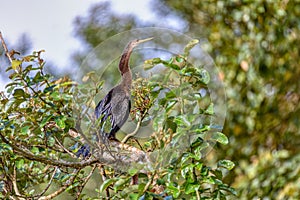 Snakebird, darter, American darter, or water turkey, Anhinga anhinga, Costa Rica photo