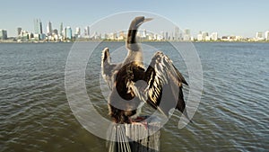 Snakebird with Perth Skyline