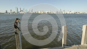 Snakebird on Swan River jetty