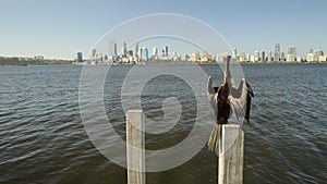 Snakebird on Swan River jetty