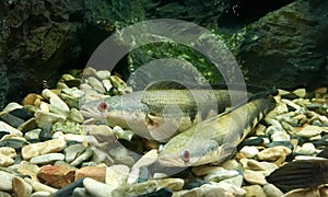 Snakefish in tank