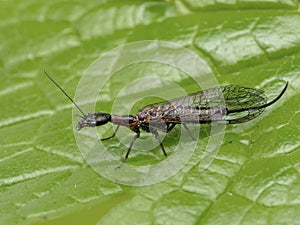 A72 snakefly Agulla adnixa female P1010007.jpg photo