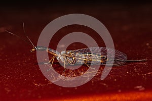 Snakefly photo