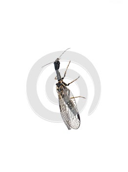 Snakefly photo