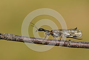 A Snakefly, Rhapidioptera, walking along a twig. Snakeflies are rarely encountered as they spend most of their adult lives in the photo
