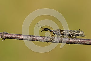 A Snakefly, Rhapidioptera, walking along a twig. Snakeflies are rarely encountered as they spend most of their adult lives in the photo