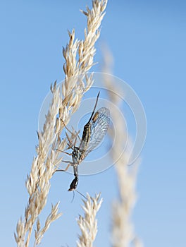 Snakefly sitting head over heels on wild dry grass photo