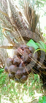 snakefruit