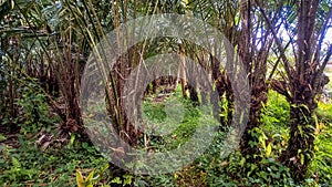 Snakefruit gardens are one of the main community farms on the island of Java, Indonesia