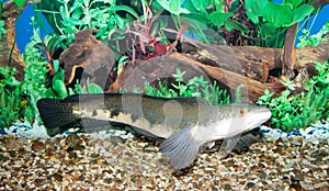 Snakehead