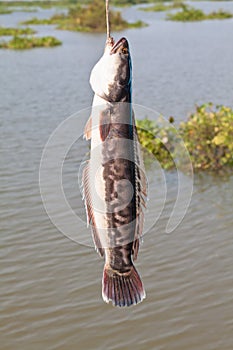 Snakehead fish