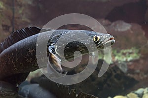 Snakehead fish channa marulius in aquarium. Wildlife animal