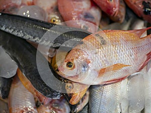 Snakehead fish (Channa striata) and red tilapia or mujair fish (Oreochromis niloticus) in the ice box