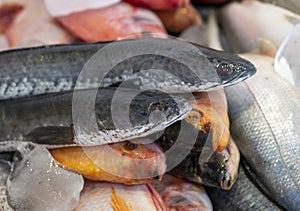 Snakehead fish (Channa striata) and red tilapia or mujair fish (Oreochromis niloticus) in the ice box