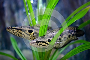 Snakehead fish in a glass tank, a Thai river fish