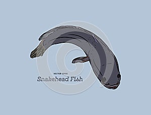 Snakehead fish, hand draw sketch vector.