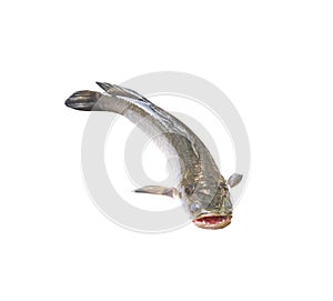 Snakehead fish open mouth  isolated on white background and clipping path