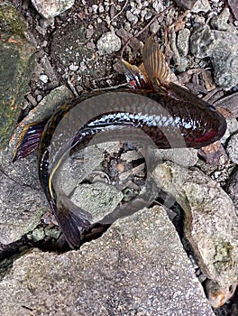 Snakehead fish from the river