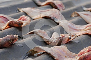 Snakehead fish to dried for food preservation