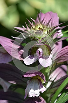 Snakehead Flower Blooming and Flowering in the Summer