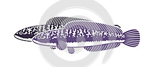 Snakehead logo. Isolated snakehead on white background