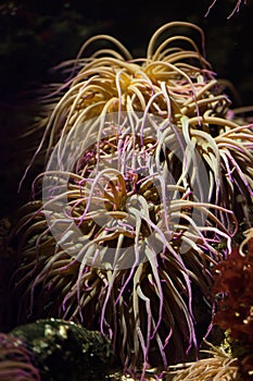 Snakelocks anemone (Anemonia viridis).