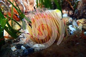 Snakelocks sea anemone - Anemonia sulcata