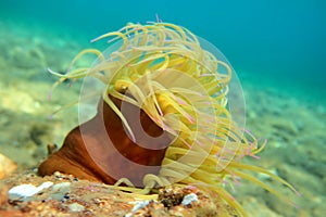 Snakelocks sea anemone - Anemonia sulcata