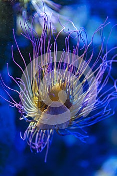 Snakelocks sea anemone Anemonia viridis, a marine coelenterate in a group of marine, predatory animals of order Actiniaria