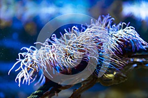 Snakelocks sea anemone Anemonia viridis, a marine coelenterate in a group of marine, predatory animals of order Actiniaria photo