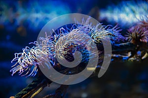 Snakelocks sea anemone Anemonia viridis, a marine coelenterate in a group of marine, predatory animals of order Actiniaria photo