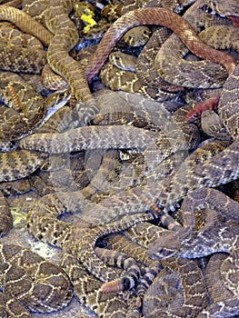 Snakepile