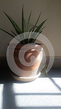 Snakeplant is an indoorplant photo