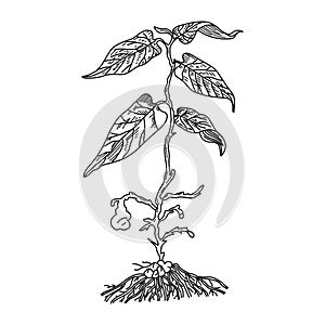 Snakeroot birthwort medical plant with root, vector illustration.