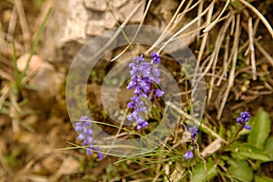 Snakeroots flower in the Small Fatra mountains, Slovakia