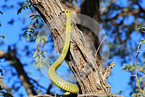 Snakes from Africa - Green Tree Snake