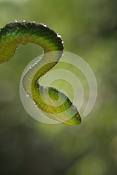 Snakes attack the prey photo