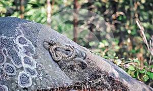 Snakes basking in the sun