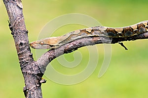 Snakes, batik pythons on tree branches