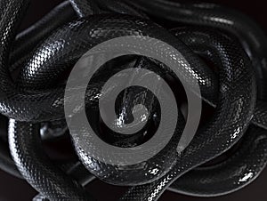 Snakes photo