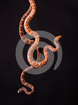 Snakes on black background