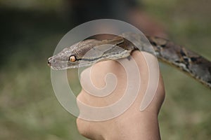 Snake on a hand of Human Being