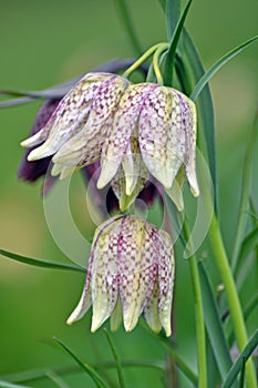 Snakes Head Fritillary photo