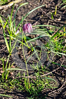 Snakes head fritillary