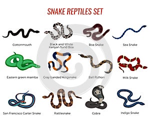 Snakes Reptiles Set