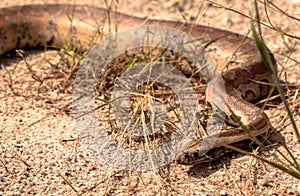 Snakes slither on ground