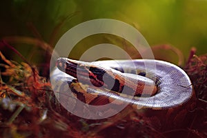 The Snakes photo